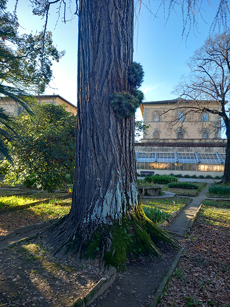 Ginkgo biloba vistosamente colonizzato alla base del tronco da Diploicia canescens