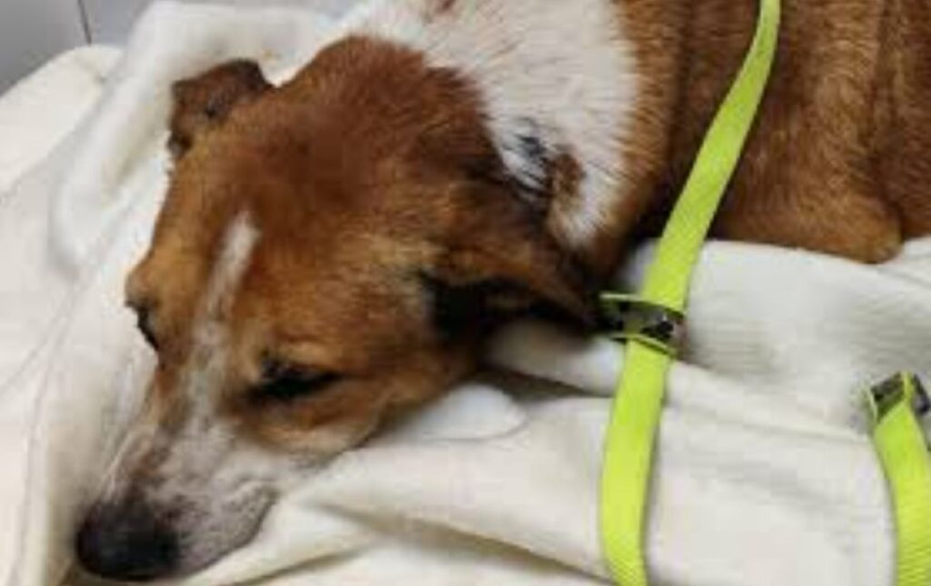 Cane aggredito Caltanissetta