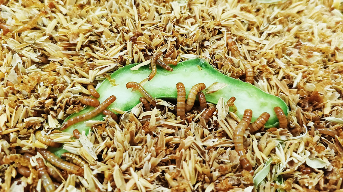 Da ENEA soluzioni ecosostenibili per l’allevamento di insetti “modello”