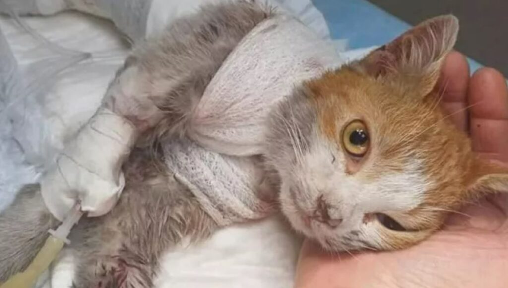 Gatto Leone