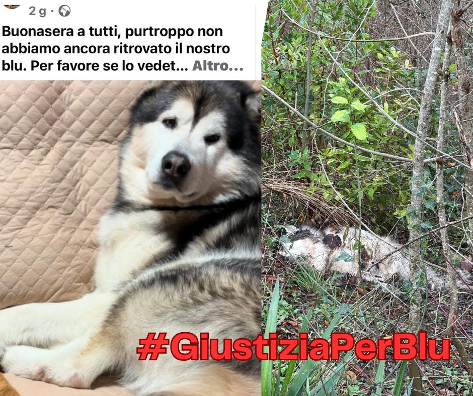 Cane ucciso