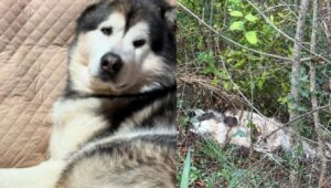 Husky ucciso