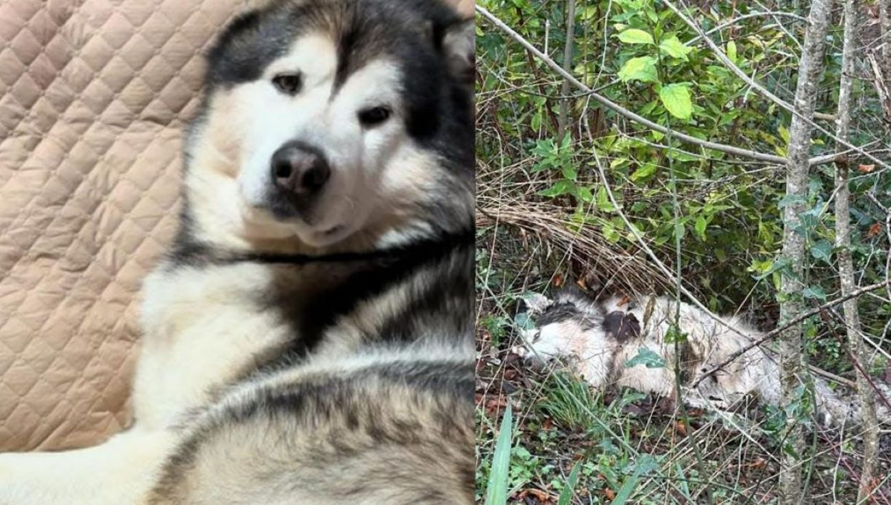 La tragedia di un husky, ritrovato senza vita con pallini di piombo nel corpo