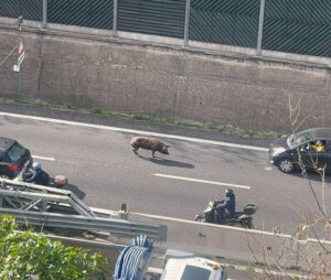cinghiali maiali tangenziale reggio calabria