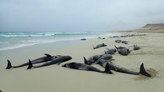 delfini spiaggiati somalia
