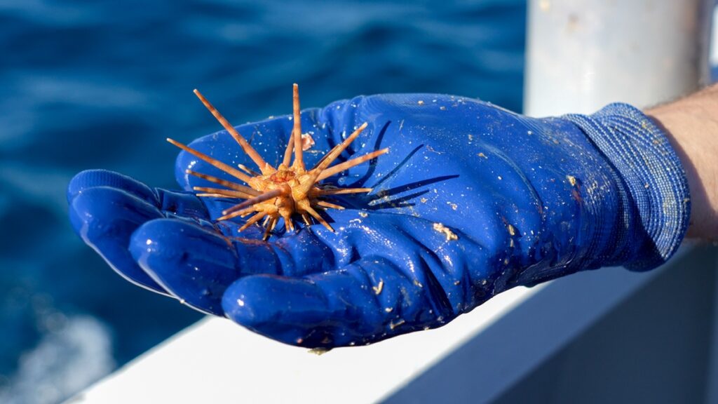 ghostnets ispra