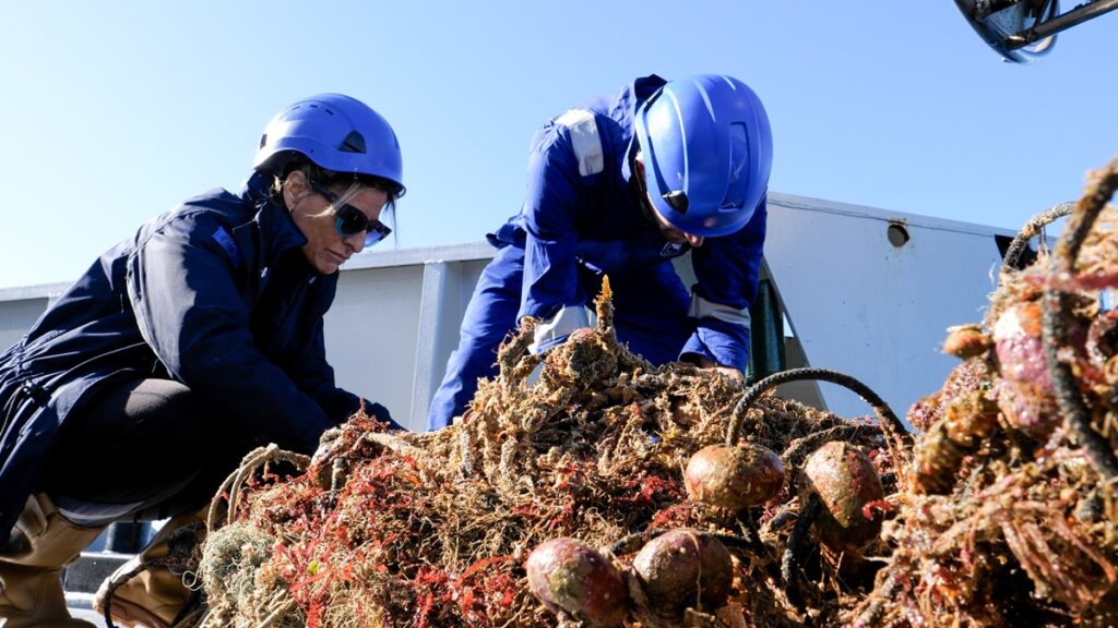 ghostnets ispra
