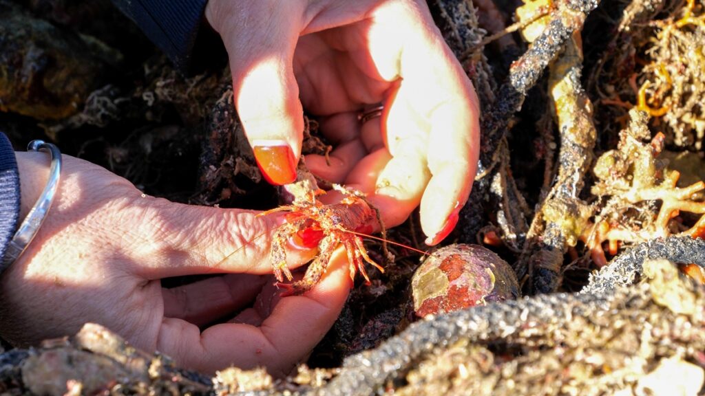 ghostnets ispra