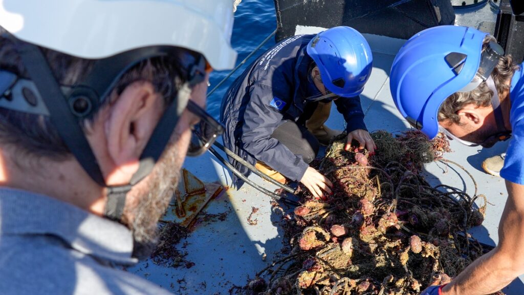 ghostnets ispra