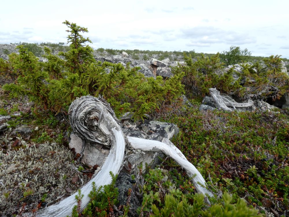 Scoperta la pianta più vecchia del continente europeo | FOTO
