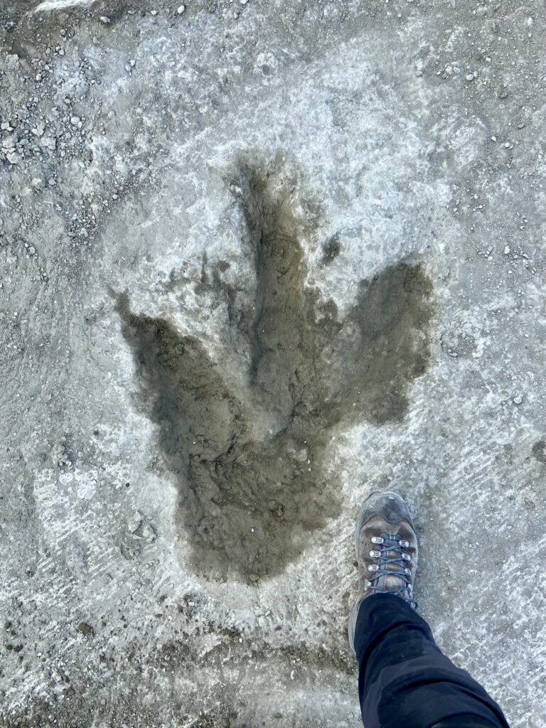 impronte dinosauro regno unito
