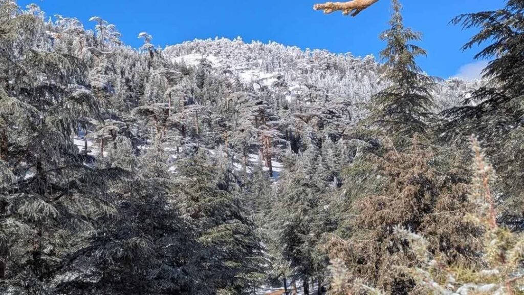 neve algeria