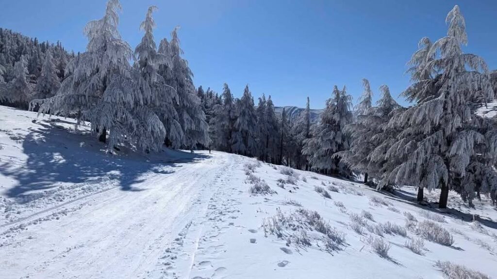 neve algeria