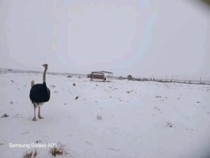 neve deserto algeria