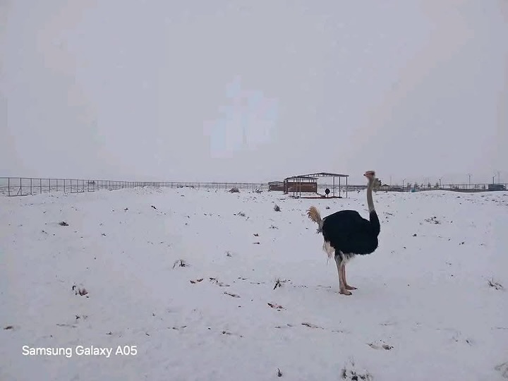 neve deserto algeria