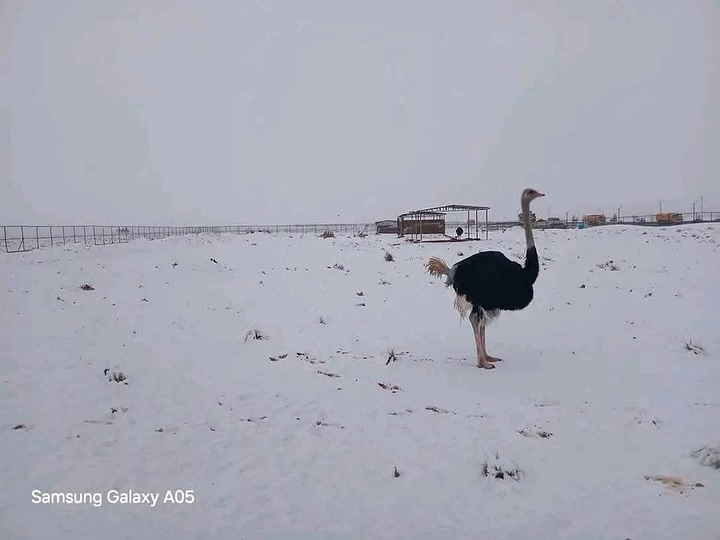 neve deserto algeria