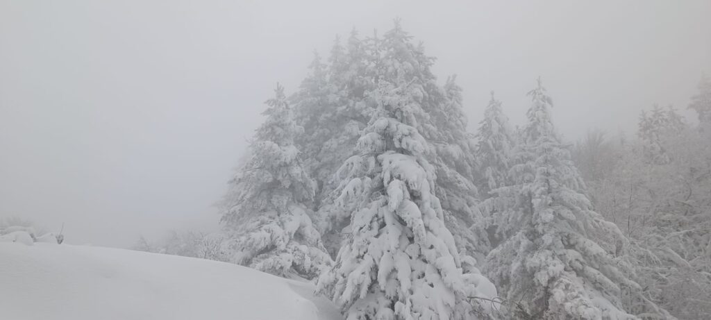 neve sila