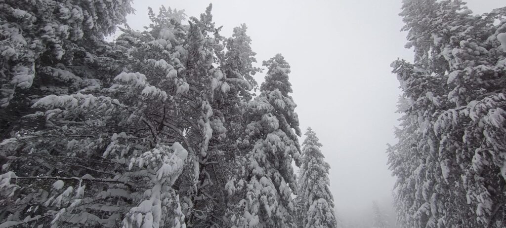 neve sila