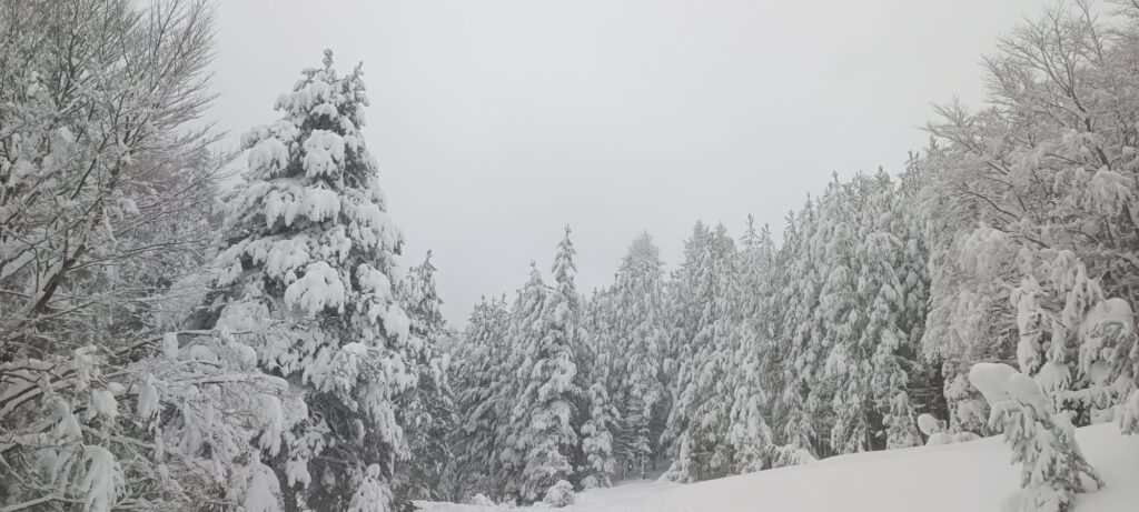 neve sila