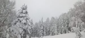 neve sila