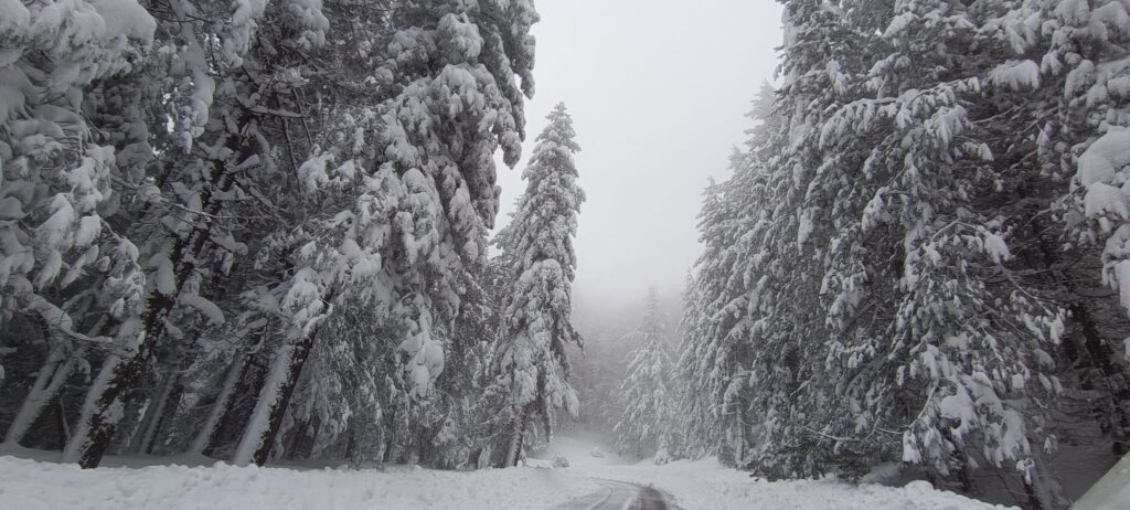 neve sila