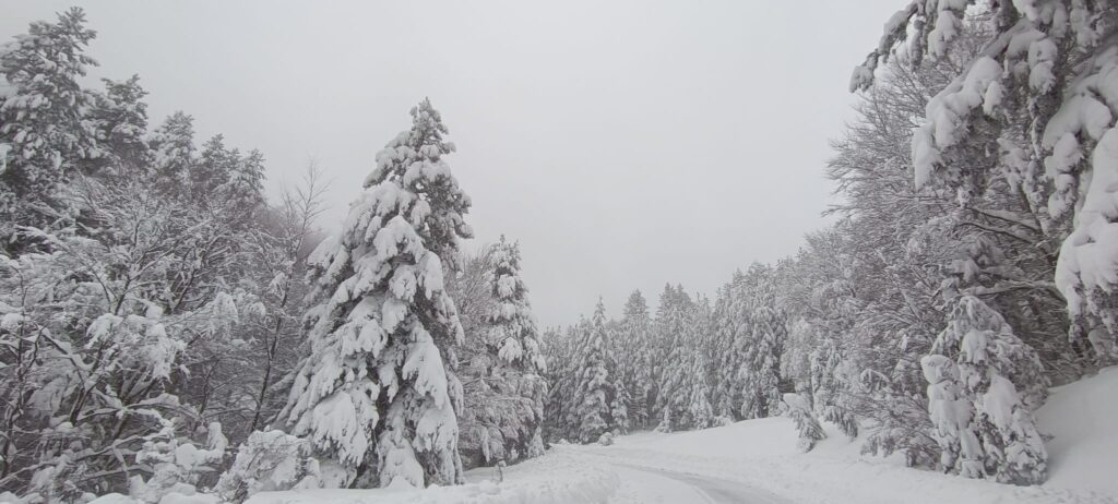 neve sila