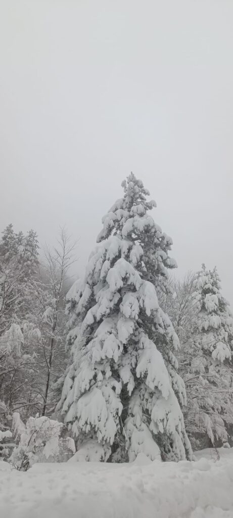 neve sila