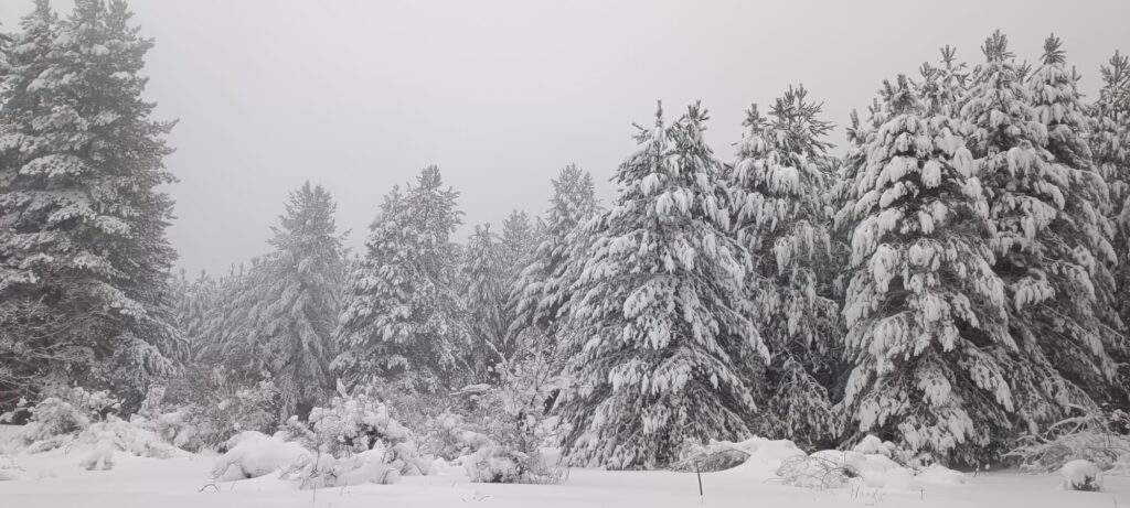 neve sila