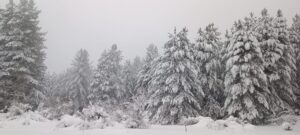 neve sila