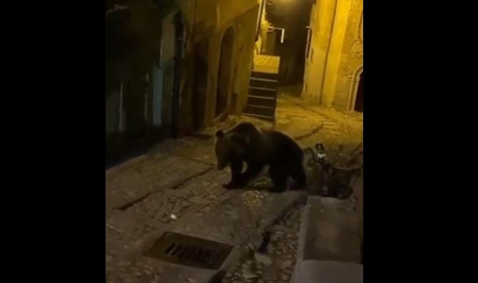 Orso avvistato tra le vie di San Donato Val di Comino | VIDEO