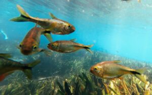 pesci acque dolci