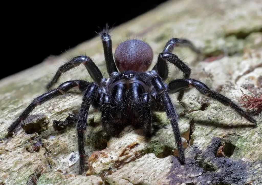 ragno a imbuto australia