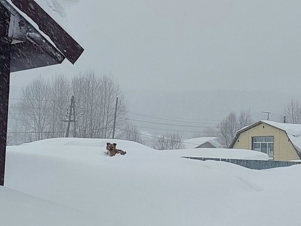 sachalin neve russia