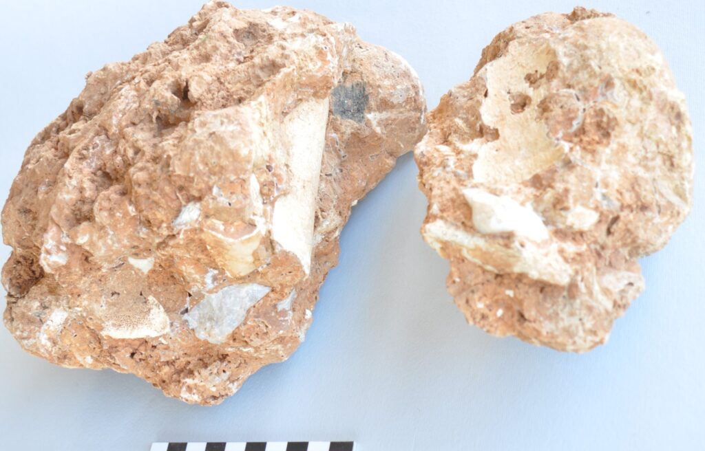 sito neanderthal valdicastello