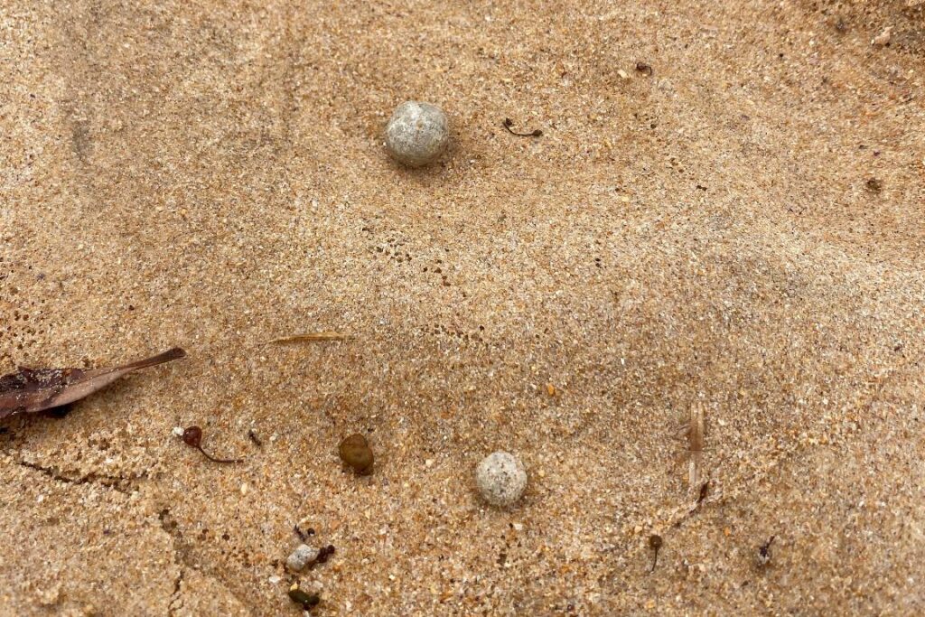 spiagge chiuse sydney