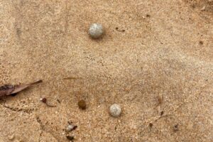 spiagge chiuse sydney