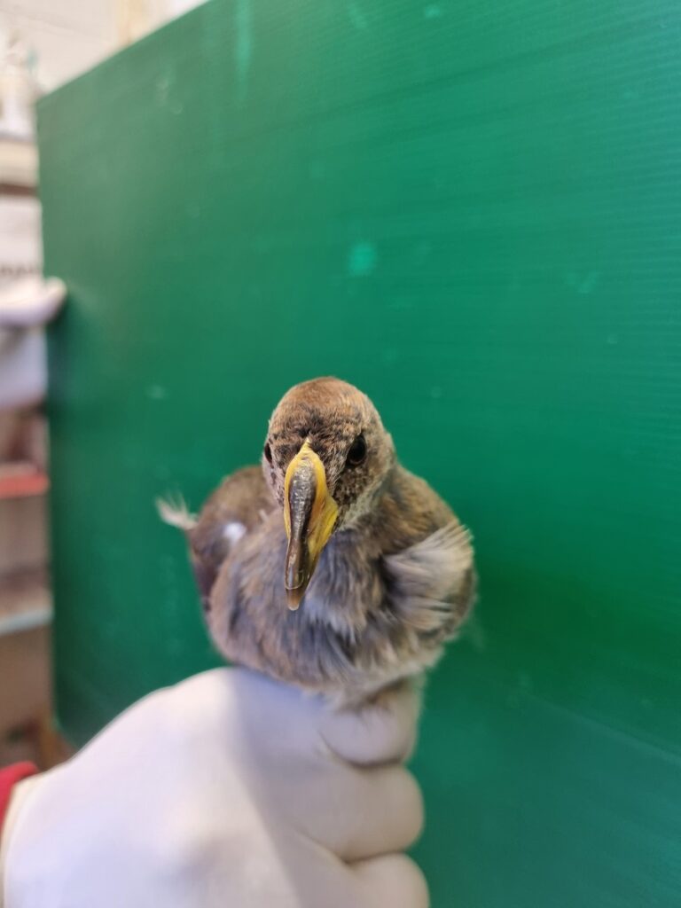 Sciabica minore Lipu