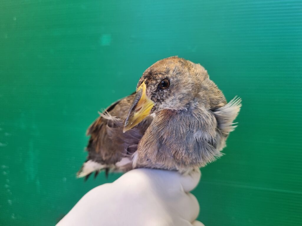 Sciabica minore Lipu