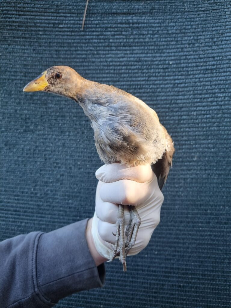 Sciabica minore Lipu