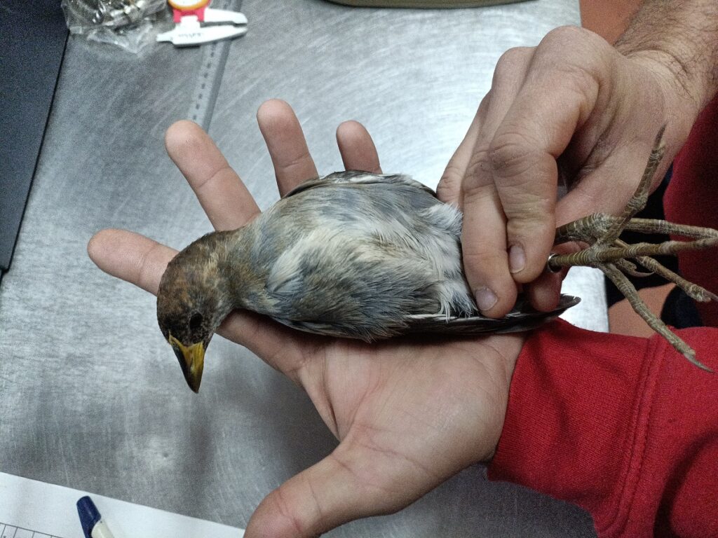 Sciabica minore Lipu