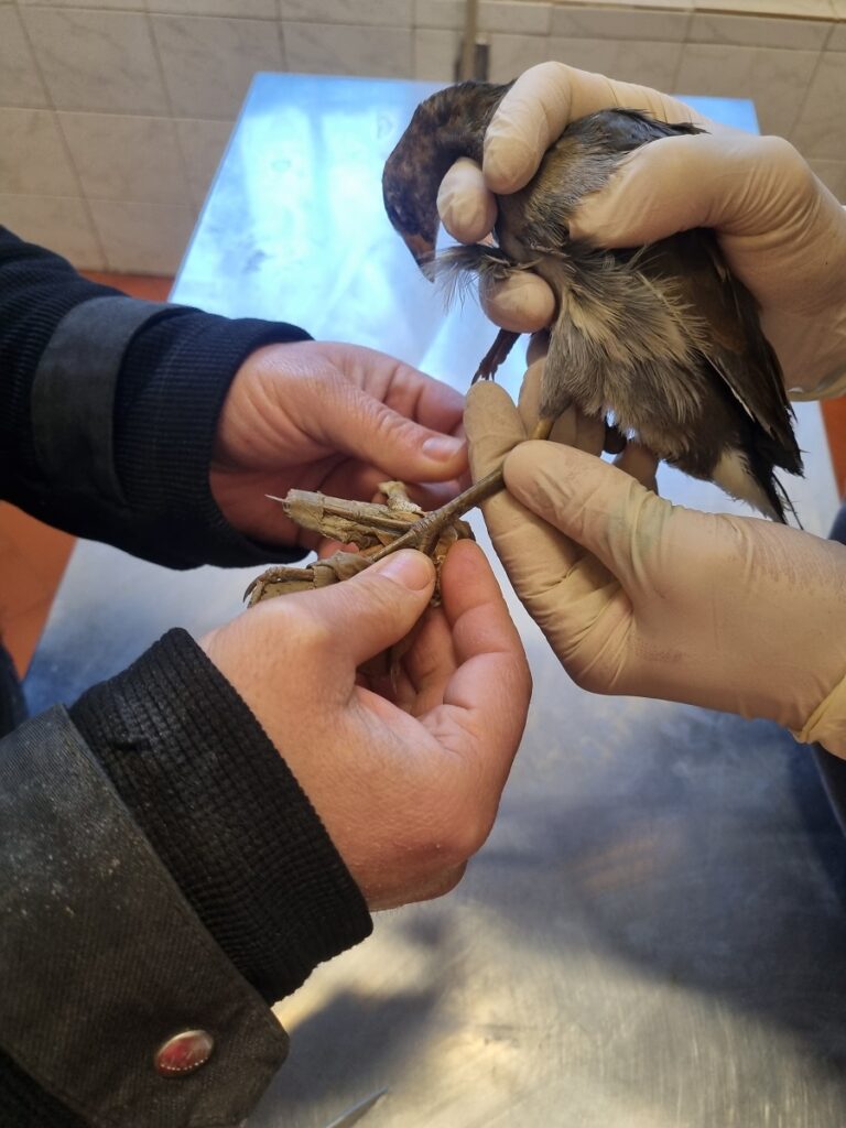 Sciabica minore Lipu