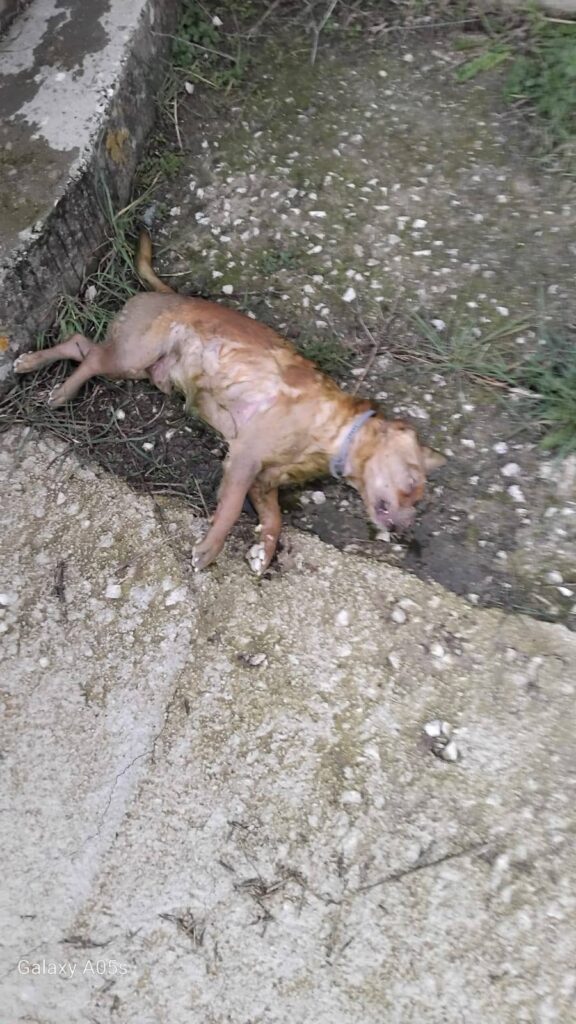 cane blufi