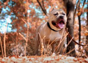 cani pitbull