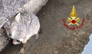 lupo salvato milanese