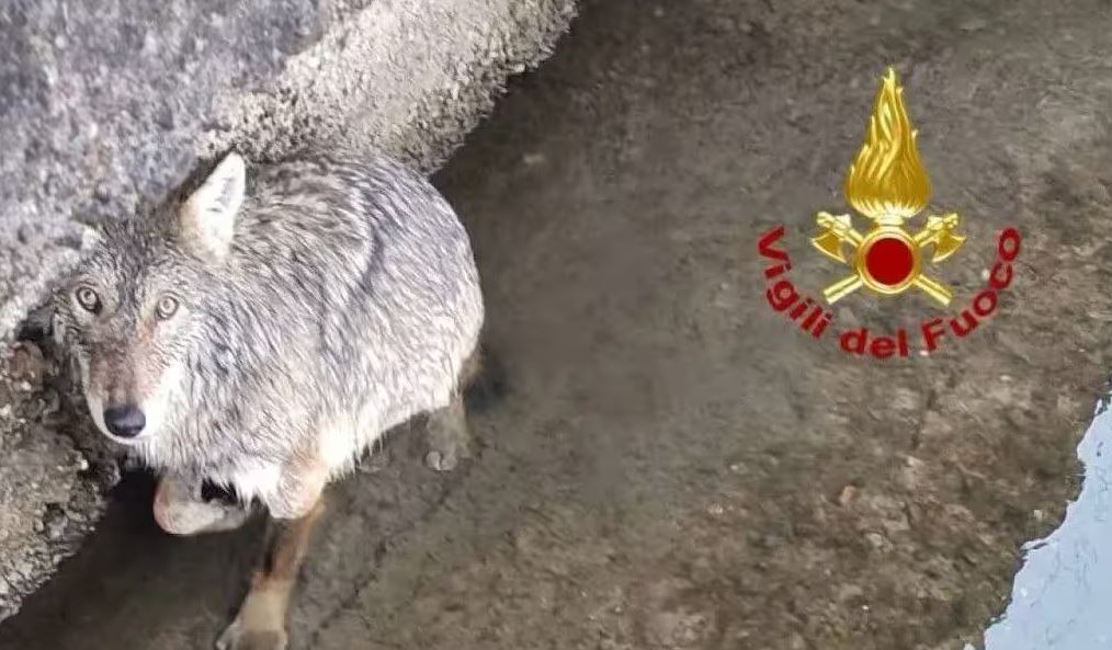 lupo salvato milanese