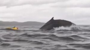 megattera balena kayak cile