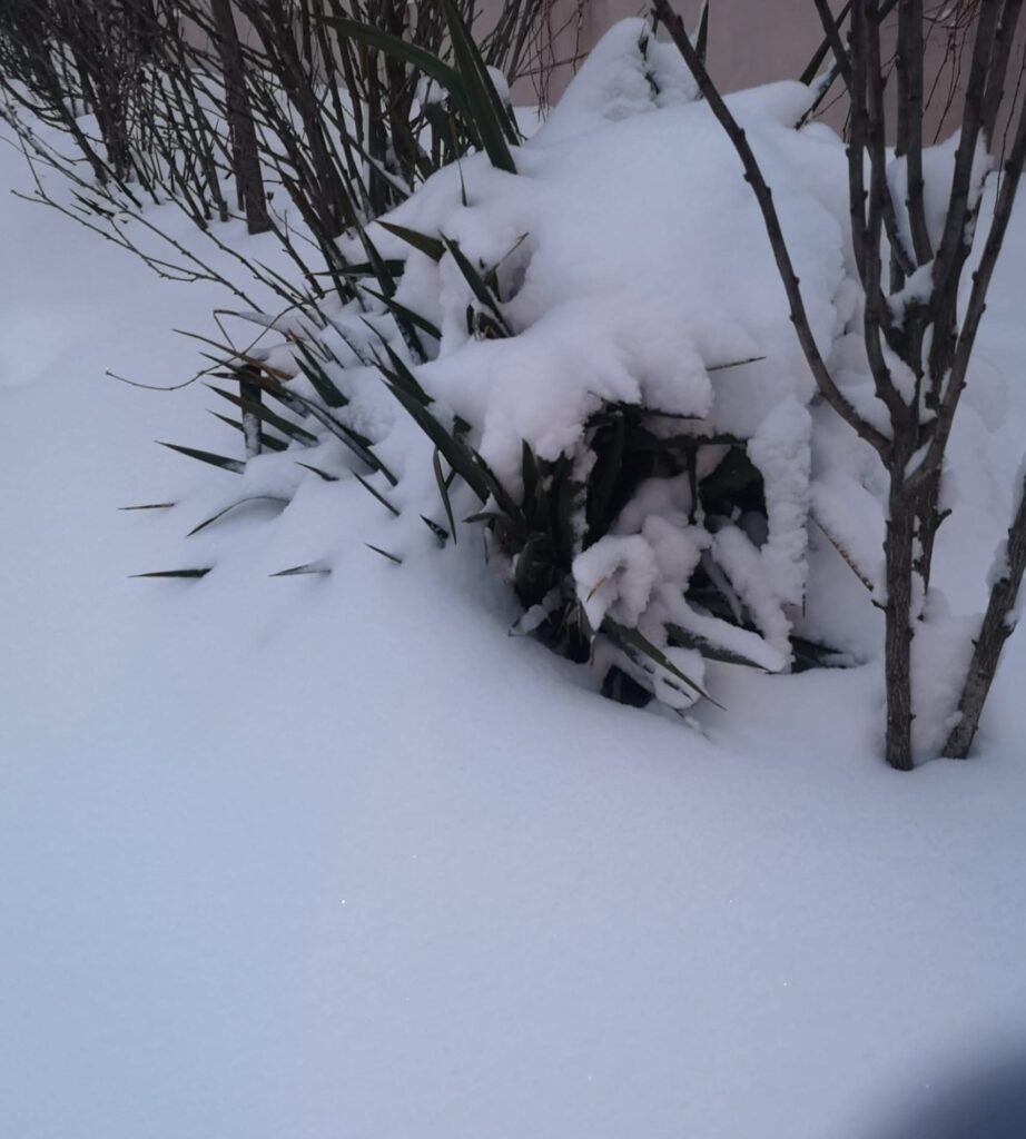 neve bucarest