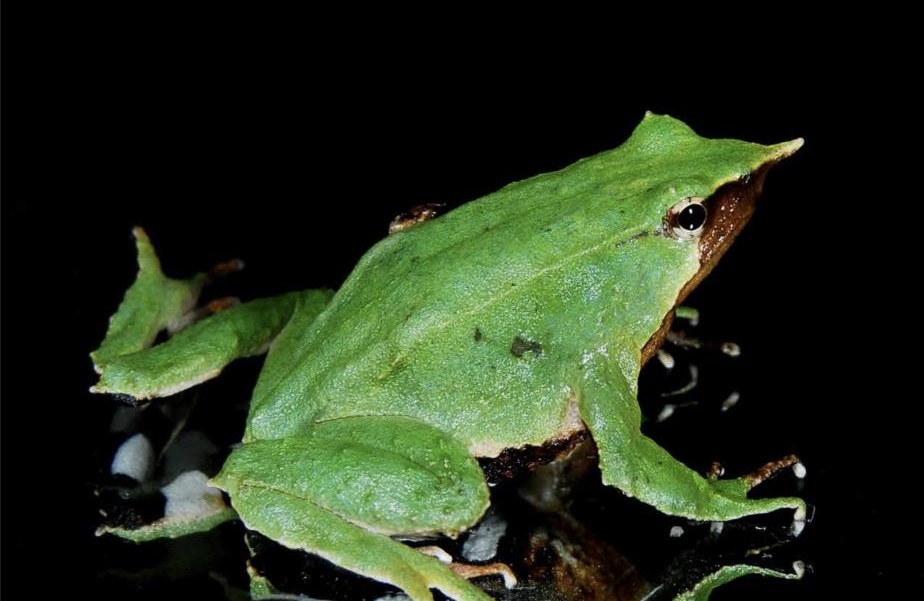 Rana a rischio estinzione fa 11mila km per riprodursi