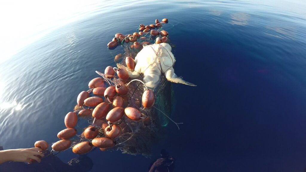 tartarughe marine life oasis
