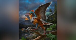 uccello Baminornis zhenghensis